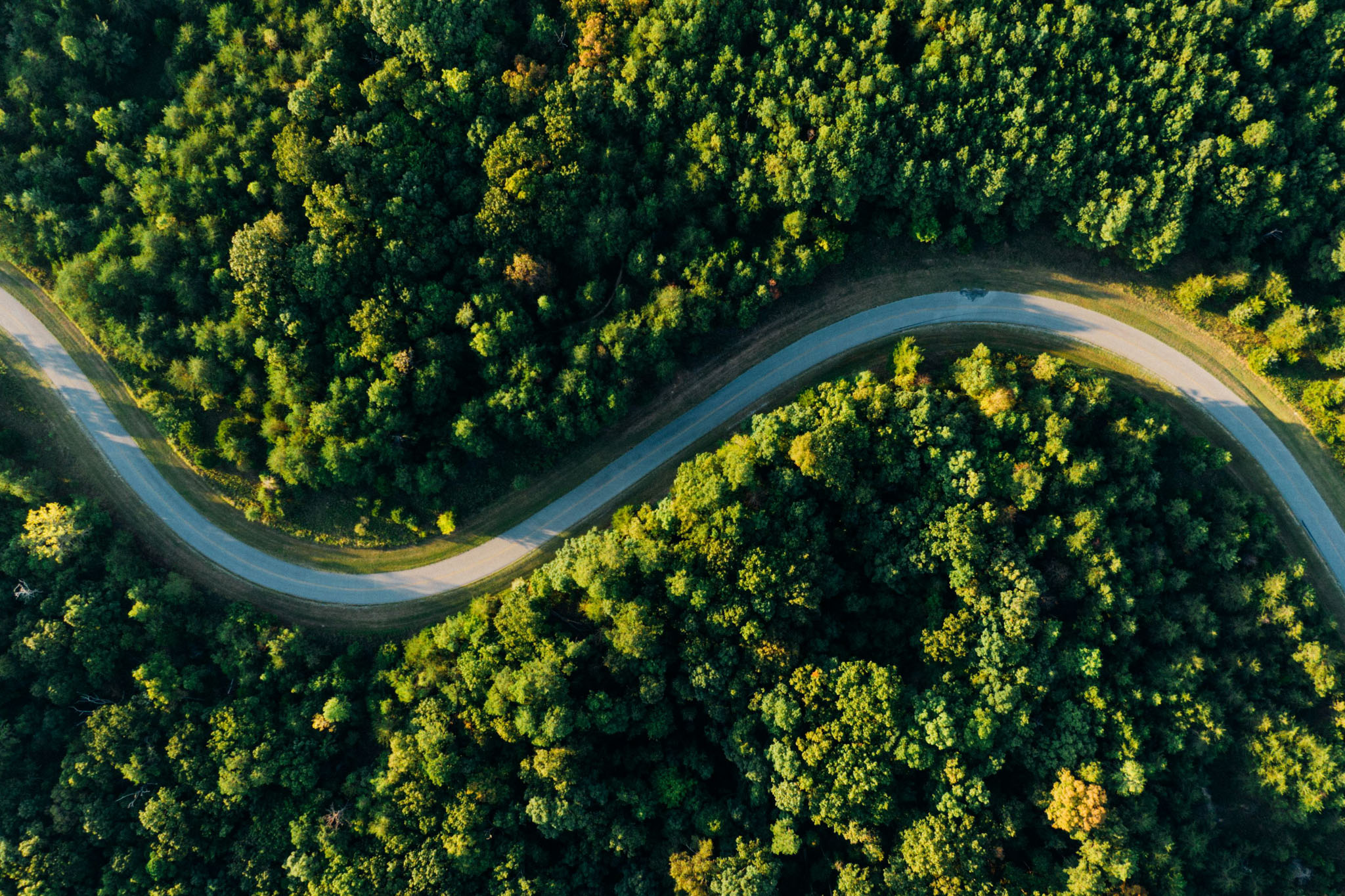 Skov fotograferet med drone